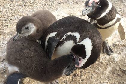 05-01-2022 Mortandad masiva de pingüinos de Magallanes por ola de calor en 2019.  Una ola de calor extremo en 2019 mató al menos a 354 pingüinos en una de las colonias de reproducción más grandes del mundo para pingüinos de Magallanes.  POLITICA INVESTIGACIÓN Y TECNOLOGÍA NATASHA GOWNARIS/UNIVERSITY OF WASHINGTON