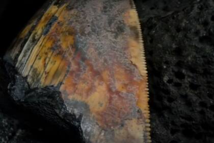 05/01/2024 Detalle del diente fósil de megalodón POLITICA INVESTIGACIÓN Y TECNOLOGÍA EVNAUTILUS/YOUTUBE