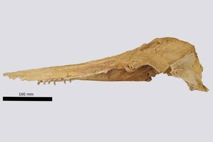 05/04/2024 Fósil de la cabeza de Aureia rerehua POLITICA INVESTIGACIÓN Y TECNOLOGÍA UNIVERSIDAD DE OTAGO