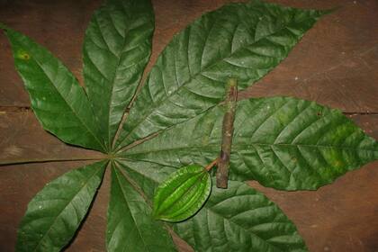 05/07/2024 Theobroma globosum POLITICA INVESTIGACIÓN Y TECNOLOGÍA UNIVERSITY COLLEGE CORK