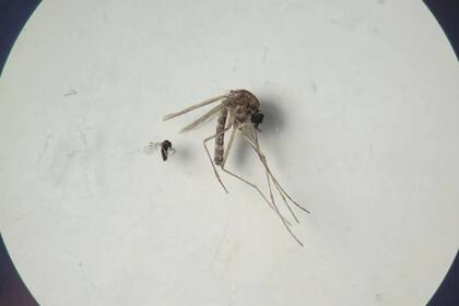 05/08/2024 Insecto jején 'Culicoides paraensis' (el más pequeño en la foto) y 'Culex quinquefasciatus' (el más grande en la foto)
Imagen SALUD BRUNA LAIS SENA DO NASCIMENTO // OPS