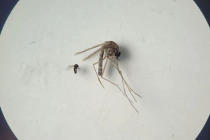 05/08/2024 Insecto jején 'Culicoides paraensis' (el más pequeño en la foto) y 'Culex quinquefasciatus' (el más grande en la foto) Imagen SALUD BRUNA LAIS SENA DO NASCIMENTO // OPS