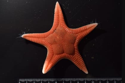 05/08/2024 Paragonaster hoeimaruae. Investigadores en Japón han descubierto una nueva especie de estrella de mar. Tiene un color rojo y beige distintivo, cinco brazos y mide poco más de 10 centímetros. POLITICA INVESTIGACIÓN Y TECNOLOGÍA I. KOBAYASHI