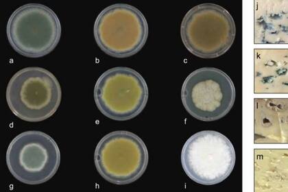 06/02/2024 Cepas mutantes de color UV y sus aplicaciones en la producción de queso. POLITICA INVESTIGACIÓN Y TECNOLOGÍA NPJ SCIENCE OF FOOD (2024). DOI: 10.1038/S41538-02