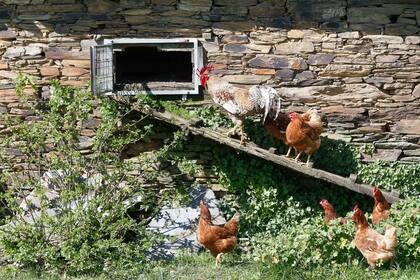 06/03/2024 Varias gallinas y un gallo en un corral, a 6 de marzo de 2024, en Bóveda, Lugo, Galicia (España). Dado que muchos propietarios de corrales domésticos de gallinas para autoconsumo aún no lo han hecho, el Ayuntamiento de Bóveda les ofrece ayuda para que los den de alta en el registro oficial de explotaciones ganaderas (REGA). Se trata de un trámite que es obligatorio desde la entrada en vigor de un decreto aprobado por el Gobierno central en el 2021. SOCIEDAD Carlos Castro - Europa Press