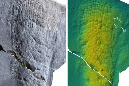 06/06/2024 Holotipo de Helicolocelluscantori gen. Et sp. Nov., NIGP-176531. (a), Fotografiado bajo luz reflejada. (b), Mapa de elevación topográfica de microscopía de escaneo láser. POLITICA INVESTIGACIÓN Y TECNOLOGÍA YUAN XUNLAI