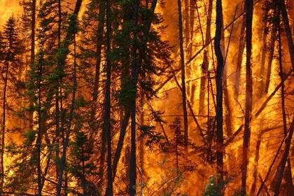 06/07/2022 Incendio boreal en Canadá EUROPA NORTEAMÉRICA ESPAÑA CANADÁ SOCIEDAD STEFAN DOERR/CSIC