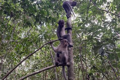06/09/2023 Los simios y los primeros humanos desarrollaron brazos más flexibles que los monos, como los mangabeys que se muestran aquí, para salir de los árboles con seguridad. POLITICA INVESTIGACIÓN Y TECNOLOGÍA LUKE FANNIN
