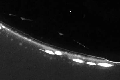 07-12-2021 Imagen de microscopía de fluorescencia de protoceldas en contacto con una burbuja de gas..  El desarrollo de protocélulas es posible en un entorno similar a burbujas de gas en un poro de roca caliente en la Tierra Primitiva. Un nuevo estudio sugiere que ese pudo ser el origen de la vida.  POLITICA INVESTIGACIÓN Y TECNOLOGÍA LMU/ ALAN IANESELLI