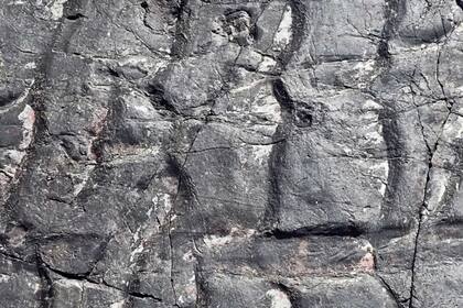 07/03/2024 Tocones de árboles fosilizados POLITICA INVESTIGACIÓN Y TECNOLOGÍA NEIL DAVIES