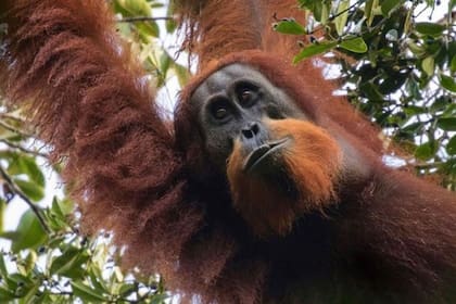 07/05/2018 El orangután de Tapanuli, descubierto en Sumatra (Indonesia) en 2017 y uno de los animales más raros del planeta, podría perder su batalla por la supervivencia, a menos que se tomen medidas decisivas POLITICA INVESTIGACIÓN Y TECNOLOGÍA MAXIME ALIAGA/JAMES COOK UNIVERSITY