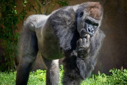 07/06/2023 Gorila macho POLITICA INVESTIGACIÓN Y TECNOLOGÍA PUBLICDOMAINPICTURES. NET