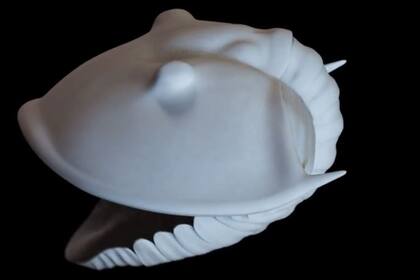 07/08/2023 Con menos segmentos, la parte trasera del trilobite más joven encaja exactamente con la parte inferior de la cabeza cuando rueda a una posición defensiva.. Científicos han descubierto cómo una especie inusual de trilobites, un antiguo pariente marino de las arañas y las langostas, pudo defenderse de los depredadores en una Tierra que perdió oxígeno. POLITICA INVESTIGACIÓN Y TECNOLOGÍA NIGEL HUGHES/UCR