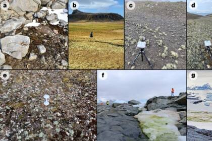 07/08/2024 Cartografian 45 kilómetros cuadrados de vegetación en la Antártida. El primer estudio cartográfico de vida vegetal en toda la Antártida ha detectado 45 kilómetros cuadrados de vegetación, de los que un 80 por ciento se encuentran en la Península Antártica. POLITICA INVESTIGACIÓN Y TECNOLOGÍA BAS