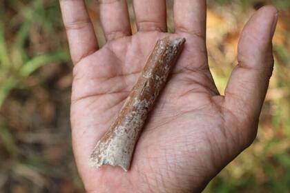 07/08/2024 El húmero distal excavado en Mata Menge. POLITICA INVESTIGACIÓN Y TECNOLOGÍA YOUSUKE KAIFU