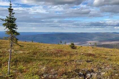 07/08/2024 Paisaje en la cicatriz del incendio de Murphy Dome, en las afueras de Fairbanks, Alaska, en agosto de 2022 POLITICA INVESTIGACIÓN Y TECNOLOGÍA NASA/KATIE JEPSON