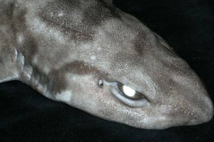 07/11/2023 Tiburón gato en aguas profundas POLITICA INVESTIGACIÓN Y TECNOLOGÍA NOAA