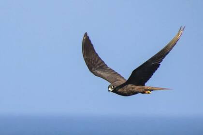 08-09-2021 Un halcón de Eleonora de morfo oscuro sobrevolando el islote canario de Alegranza en el Océano Atlántico. POLITICA INVESTIGACIÓN Y TECNOLOGÍA WOUTER VANSTEELANT
