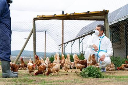 08/03/2023 Un veterinario inspecciona una granja de aves. SALUD ESPAÑA EUROPA CATALUÑA ECONOMIA GENERALITAT