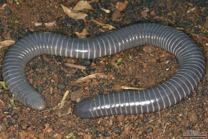 08/03/2024 Una cecilia anillada, Siphonops annulatus. Ni serpientes ni gusanos, las cecilias son anfibios con forma de serpiente emparentados con las ranas y las salamandras. POLITICA INVESTIGACIÓN Y TECNOLOGÍA CARLOS JARED, BUTANTAN INSTITUTE