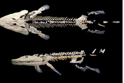 08/04/2024 Nueva reconstrucción del esqueleto de Tiktaalik roseae, un pez fósil de 375 millones de años. POLITICA INVESTIGACIÓN Y TECNOLOGÍA THOMAS STEWART / PENN STATE