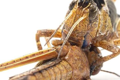 08/05/2023 Ataque de alimentación caníbal: una langosta migratoria Locusta migratoria se come a un congénere. El canibalismo se considera uno de los principales impulsores del devastador comportamiento de enjambre de langostas. POLITICA INVESTIGACIÓN Y TECNOLOGÍA BENJAMIN FABIAN, MPI FÜR CHEMISCHE �-KOLOGIE