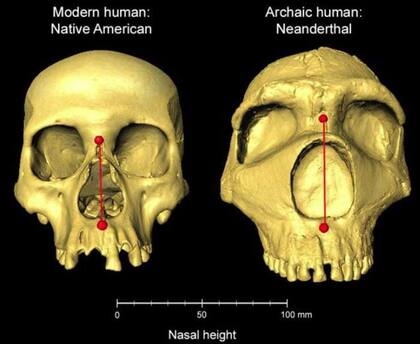 08/05/2023 Cráneos humanos modernos y neandertales arcaicos uno al lado del otro, que muestran la diferencia en la altura nasal.. Los humanos heredaron material genético de los neandertales que afecta la forma de nuestras narices, encuentra un nuevo estudio dirigido por investigadores de la UCL (University College London). POLITICA INVESTIGACIÓN Y TECNOLOGÍA DR KAUSTUBH ADHIKARI, UCL
