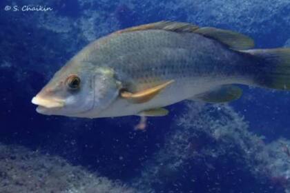 09/04/2024 Maragota (Labrus bergylta) POLITICA INVESTIGACIÓN Y TECNOLOGÍA SHAHAR CHAIKIN