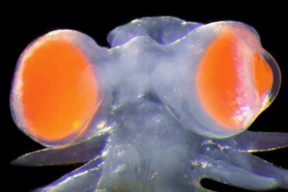 09/04/2024 Ojos maravillosos, pero tú eres el juez de la belleza de esta criatura marina. Vanadis es el sobrenombre de la diosa nórdica del amor, Freya. POLITICA INVESTIGACIÓN Y TECNOLOGÍA MICHAEL BOK