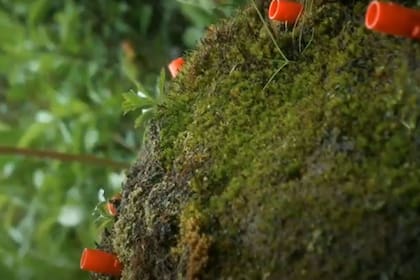 09/08/2023 Musgo Takakia POLITICA INVESTIGACIÓN Y TECNOLOGÍA CELL/HU ET AL.