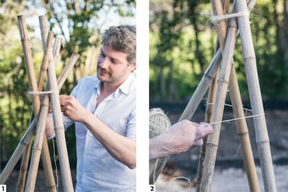 1. Clavar cañas altas, en círculo, alrededor de la planta. Comenzar a atar con hilo sisal desde el extremo superior, uniendo las cañas. 2. Ir dando vueltas con el hilo y ajustar para cubrir de manera pareja.