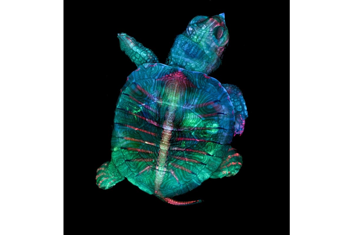 1. Un embrión de tortuga (Teresa Zgoda, Teresa Kugler, Estados Unidos)