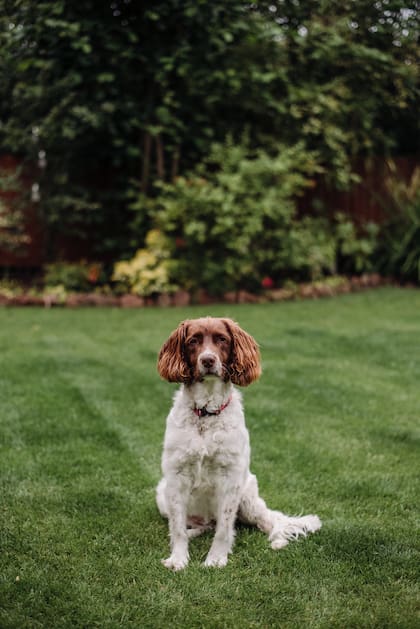 10 perros fueron puestos a prueba y lograron demostrar que son superdotados (Foto: Freepik)