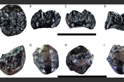 10/06/2024 Restos fósiles de Buronius POLITICA INVESTIGACIÓN Y TECNOLOGÍA PLOS ONE /MADELAINE B�-HME