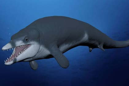 10/08/2023 Recreación de la extinta ballena basilosáurido Tutcetus rayanensis nadando en el Océano Tethys del actual Egipto, hace 41 millones de años.. Una nueva especie de ballena extinta, 'Tutcetus rayanensis', que habitó el antiguo mar que cubría el actual Egipto hace unos 41 millones de años, ha sido descubierta por un equipo internacional. POLITICA INVESTIGACIÓN Y TECNOLOGÍA HESHAM SALLAM - MANSOURA UNIVERSITY VERTEBRATE PAL