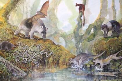 10/10/2022 Ejemplos de megafauna extinta de Papúa. Arriba a la derecha el canguro gigante cuadrúpedo POLITICA INVESTIGACIÓN Y TECNOLOGÍA PETER SCHOUTEN