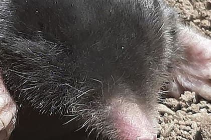 11/08/2023 Aspecto de una de las nuevas especies de topo POLITICA INVESTIGACIÓN Y TECNOLOGÍA UNIVERSIDAD DE PLYMOUTH