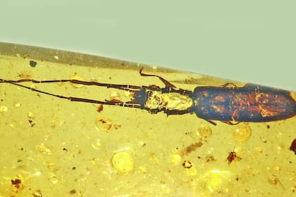 11/08/2023 Protoliota paleus POLITICA INVESTIGACIÓN Y TECNOLOGÍA GEORGE POINAR JR., OSU COLLEGE OF SCIENCE.