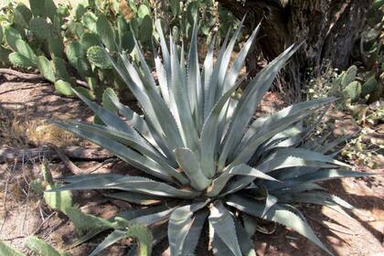 11/10/2023 Agave phillipsiana. POLITICA INVESTIGACIÓN Y TECNOLOGÍA WENDY HODGSON/ANNALS OF BOTANY
