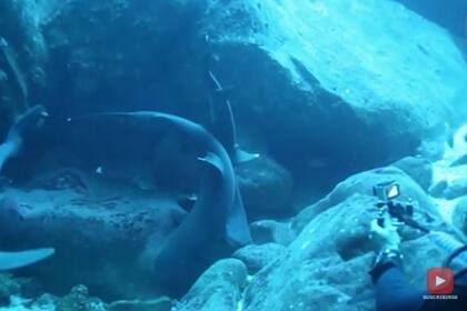 12-01-2022 Extraño comportamiento entre dos tiburones blancos captado en vídeo SOCIEDAD YOUTUBE - VIDELO