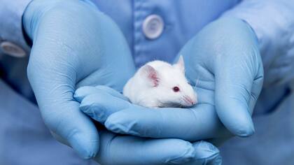 12 de los 15 ratones implantados volvieron a caminar tras el experimento