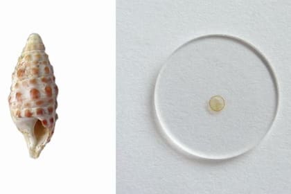 12/02/2024 Concha fósil de Pithocerithium rubiginosum (altura de 1,5 cm) de los sedimentos del Mioceno de Nexing en Austria (izquierda) y pigmentos poliénicos rojizos aislados en un disco de fluoruro de calcio (diámetro del disco de 2 cm) (derecha). POLITICA INVESTIGACIÓN Y TECNOLOGÍA KLAUS WOLKENSTEIN