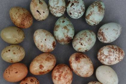 12/04/2022 El nuevo estudio sugiere que una restricción genética en los pinzones de cuco puede explicar su aparente incapacidad para imitar este tipo de huevo huésped..  Científicos han resuelto uno de los 'casos criminales' más grandes de la naturaleza, un 'escándalo' de falsificación de huevos que se produjo hace dos millones de años.  POLITICA INVESTIGACIÓN Y TECNOLOGÍA CLAIRE N. SPOTTISWOODE