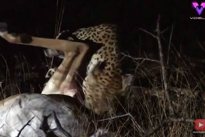 12/04/2022 ¡LA HIENA LE ROBA LA COMIDA AL LEOPARDO!.  MADRID, 12 Abr. (EDIZIONES)- Frank De Beer filmó la fascinante secuencia en Limpopo, Sudáfrica, a sólo 50 metros de su casa. En las imágenes de Frank, se ve a una hembra de leopardo alimentándose del cadáver de un impala por la noche, en medio de la sabana.  SOCIEDAD YOUTUBE - VIDELO - FRANK DE BEER