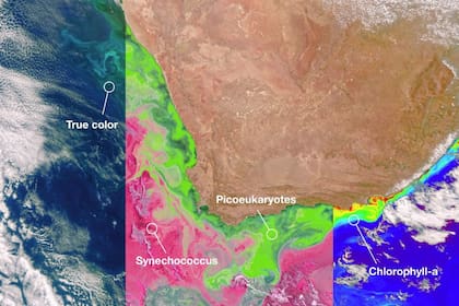 12/04/2024 Diferentes comunidades de estos organismos marinos microscópicos en el océano frente a la costa de Sudáfrica POLITICA INVESTIGACIÓN Y TECNOLOGÍA NASA