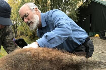 12/07/2024 En esta fotografía, Valerii Plotnikov y Dan Fisher examinan la piel de un mamut lanudo de 52.000 años de antigüedad después de haber sido excavado en el permafrost.. Un equipo internacional ha reunido el genoma y las estructuras cromosómicas en 3D de un mamut lanudo de 52.000 años de antigüedad, la primera vez que se ha logrado con una muestra de ADN antiguo. POLITICA INVESTIGACIÓN Y TECNOLOGÍA LOVE DALÉN, STOCKHOLM UNIVERSITY