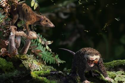 12/08/2024 A la izquierda, un progenitor del mamífero primitivo Dryolestes, que cría una prole tras alcanzar la madurez sexual a los cuatro años. A la derecha, un Haldanodon, un miembro de la familia de los docodontes, similares a los mamíferos POLITICA INVESTIGACIÓN Y TECNOLOGÍA JAMES BROWN/PAM GILL.