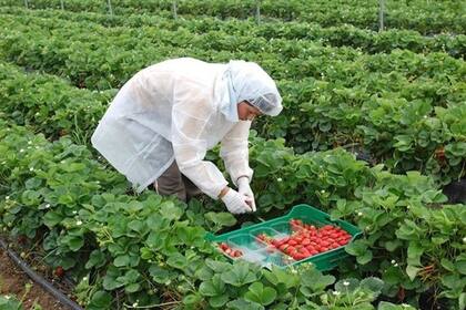 13-04-2018 Imagen de archivo de una trabajadora recogiendo fresas en una finca en Huelva. POLITICA ANDALUCÍA ESPAÑA EUROPA HUELVA SOCIEDAD FRESHUELVA