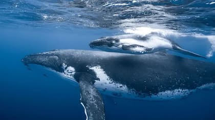 13 extraordinarias fotografías para inspirarte a cuidar el océano