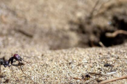 13/02/2024 La hormiga del desierto Cataglyphis nodus en la entrada de su nido: un agujero discreto en el suelo que no se puede ver desde la perspectiva de la hormiga POLITICA INVESTIGACIÓN Y TECNOLOGÍA ROBIN GROB